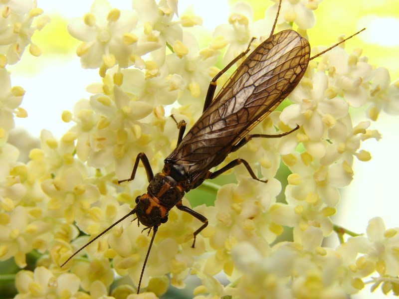 Pelodes microcephala